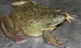 娱乐吃瓜酱牛蛙,揭秘娱乐圈那些不为人知的幕后故事